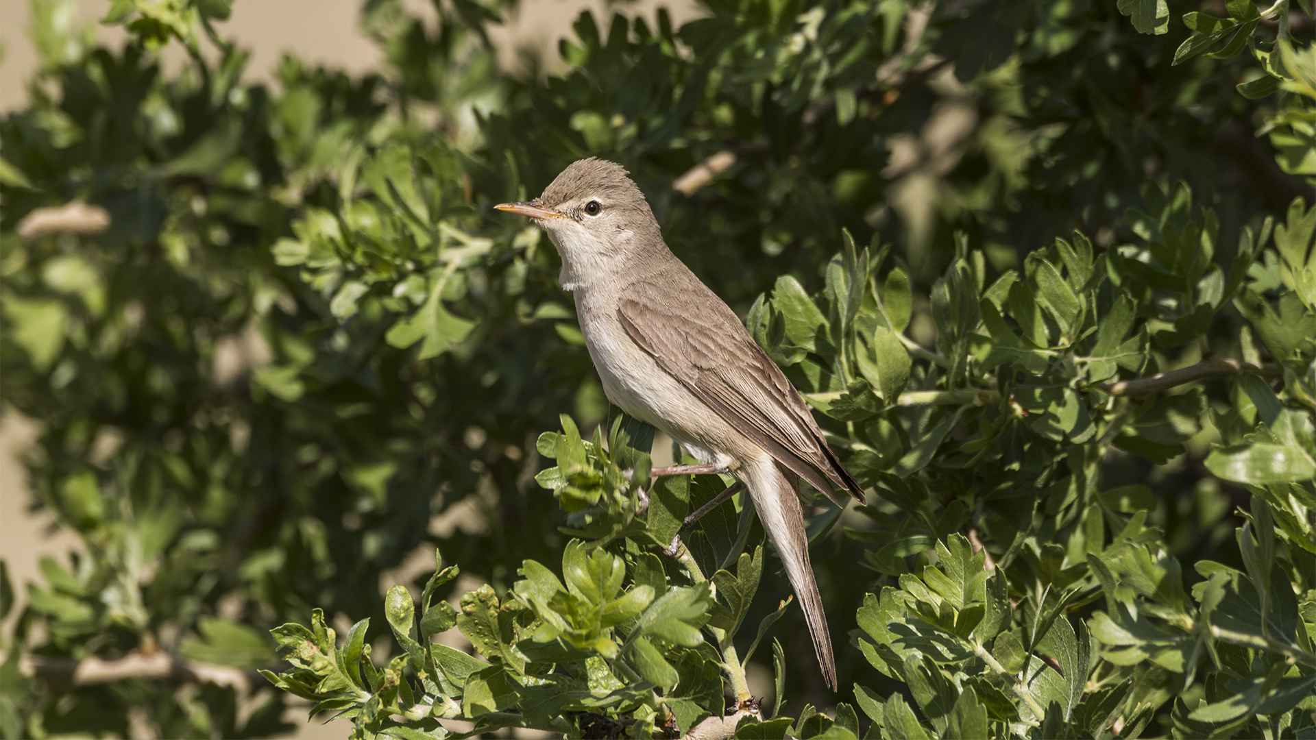Upcher's Warbler
